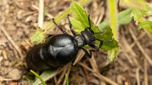 Attēlu rezultāti vaicājumam “Meloe sp.”
