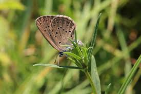 Attēlu rezultāti vaicājumam “Maculinea alcon”