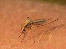 Attēlu rezultāti vaicājumam “Nematocera”