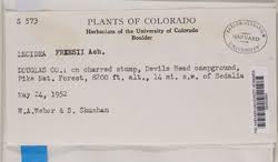 Attēlu rezultāti vaicājumam “Hypocenomyce friesii”