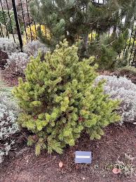 Attēlu rezultāti vaicājumam “Pinus banksiana”