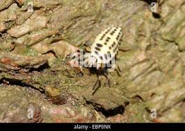 Attēlu rezultāti vaicājumam “Calvia decemguttata larva”