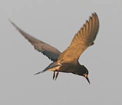 Attēlu rezultāti vaicājumam “Chlidonias niger”