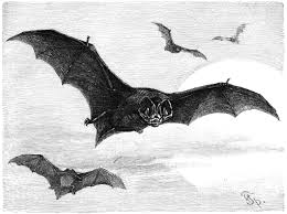 Attēlu rezultāti vaicājumam “Barbastella barbastellus”