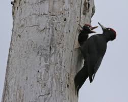 Attēlu rezultāti vaicājumam “Dryocopus martius nest”