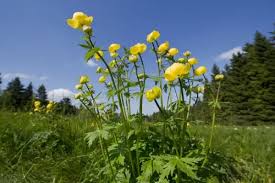 Attēlu rezultāti vaicājumam “Trollius europaeus”