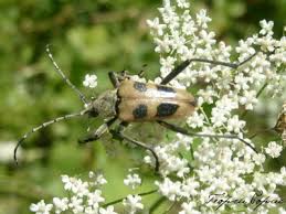 Attēlu rezultāti vaicājumam “Pachyta quadrimaculata”