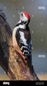 Attēlu rezultāti vaicājumam “Dendrocopos medius adult”