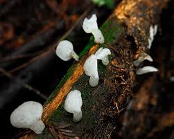 Attēlu rezultāti vaicājumam “Pseudohydnum gelatinosum”