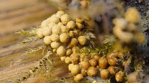 Attēlu rezultāti vaicājumam “Oligonema favogineum”