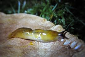 Attēlu rezultāti vaicājumam “Malacolimax tenellus”