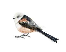 Attēlu rezultāti vaicājumam “Aegithalos caudatus”