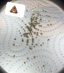 Image result for insect poop