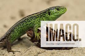 Attēlu rezultāti vaicājumam “Lacerta agilis male”