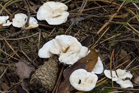 Attēlu rezultāti vaicājumam “Sistotrema confluens”