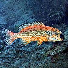 Image result for Mycteroperca phenax