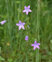 Image result for Campanula patula