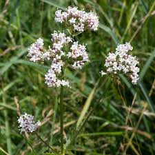 Attēlu rezultāti vaicājumam “Valeriana officinalis”