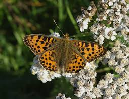 Attēlu rezultāti vaicājumam “Issoria lathonia upperside”