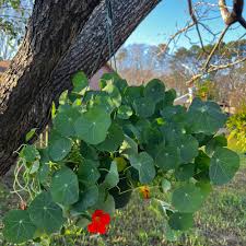 Attēlu rezultāti vaicājumam “Tropaeolum majus leaf”