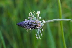 Attēlu rezultāti vaicājumam “Plantago media flower”