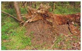 Attēlu rezultāti vaicājumam “Formica rufa imago”