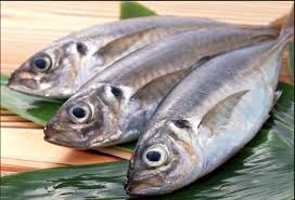 Image result for Trachurus trachurus