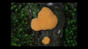 Attēlu rezultāti vaicājumam “Tubifera montana spores”