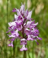 Attēlu rezultāti vaicājumam “Orchis militaris flower”