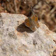 Attēlu rezultāti vaicājumam “Lasiommata maera upperside”