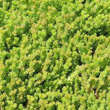 Image result for Mauerpfeffer