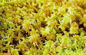 Attēlu rezultāti vaicājumam “Acrocarpous mosses”