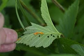 Attēlu rezultāti vaicājumam “Triphragmium ulmariae”