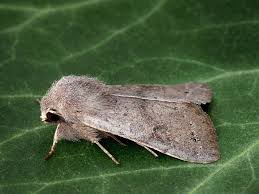 Attēlu rezultāti vaicājumam “Orthosia populeti”