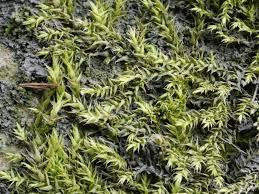 Attēlu rezultāti vaicājumam “Hygroamblystegium varium”