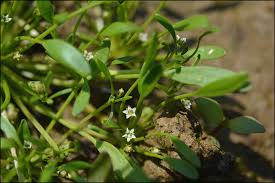 Attēlu rezultāti vaicājumam “Limosella aquatica”