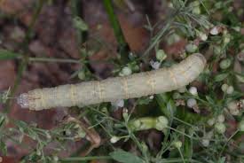 Attēlu rezultāti vaicājumam “Catarhoe rubidata”