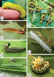 Attēlu rezultāti vaicājumam “Cimbicidae”