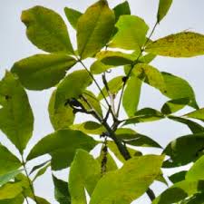 Attēlu rezultāti vaicājumam “Carya ovata leaf”
