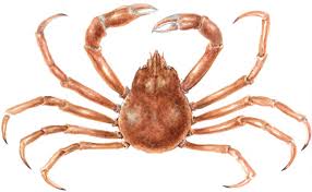 Image result for Hyas araneus