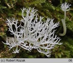 Attēlu rezultāti vaicājumam “Lentaria epichnoa”