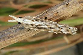 Attēlu rezultāti vaicājumam “Pediasia fascelinella”