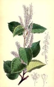 Attēlu rezultāti vaicājumam “Reynoutria japonica flower”