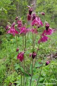 Image result for Aquilegia vulgaris