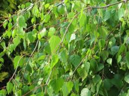 Attēlu rezultāti vaicājumam “Betula pendula Youngii”