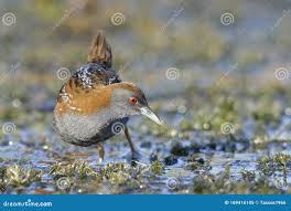 Image result for Porzana pusilla