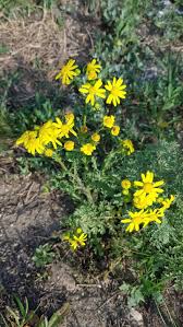 Attēlu rezultāti vaicājumam “Senecio vernalis leaf”