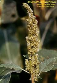 Attēlu rezultāti vaicājumam “Amaranthus retroflexus flower”