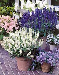 Attēlu rezultāti vaicājumam “Salvia nemorosa fruit”