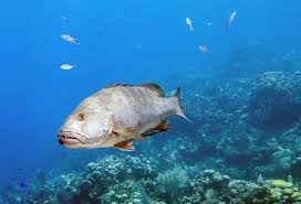 Image result for Lutjanus jocu